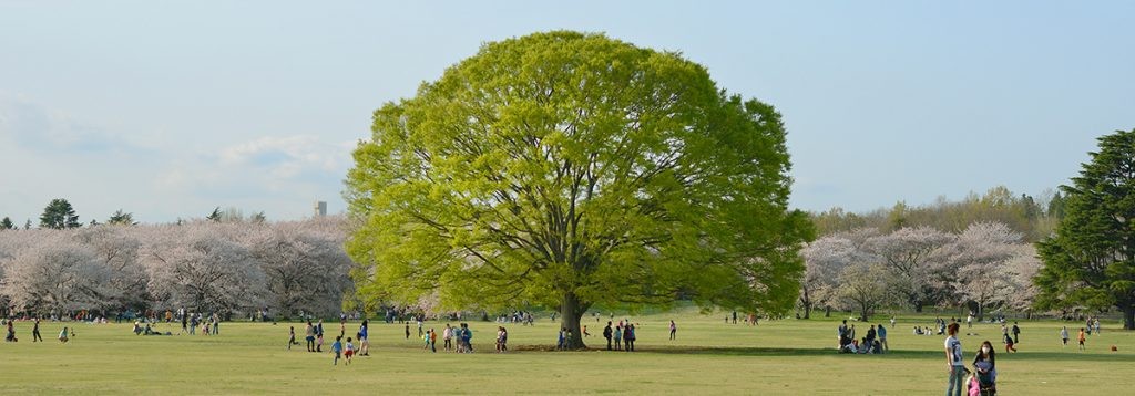 Showa Park - популярное место для того, чтобы насладиться цветами сакуры ранней весной в Токио