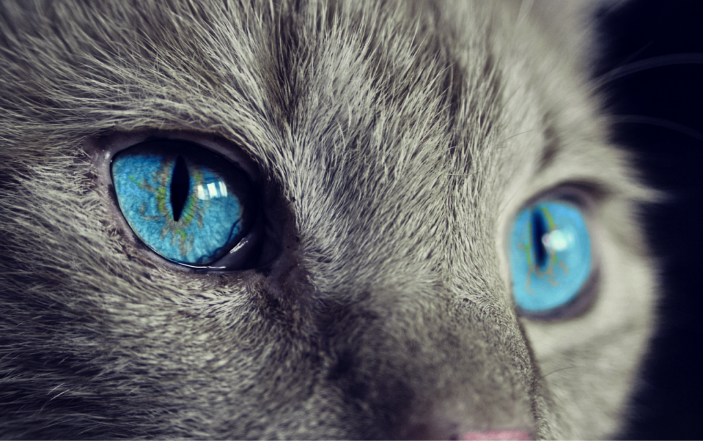 наука, гены, голубые глаза, кошка