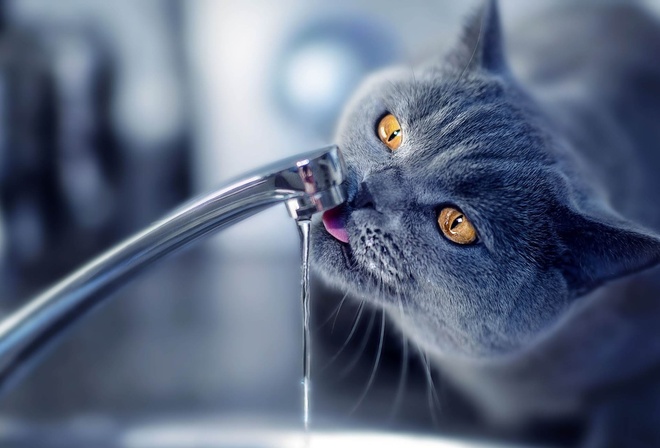 кот пьет воду, кот, кошка, вода, пить натощак