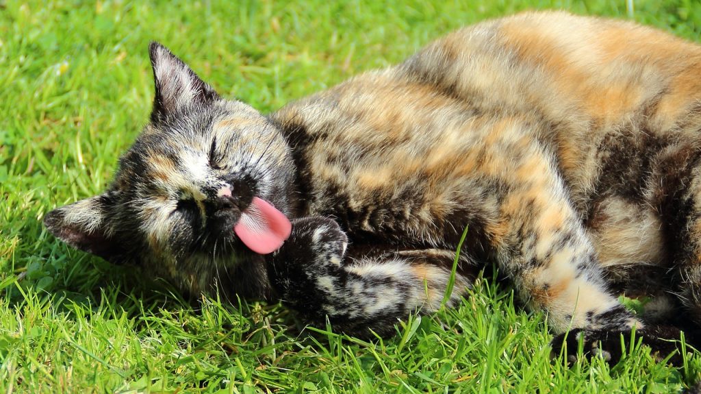 Кот, кошка, кошка на траве, животные, кошка с языком