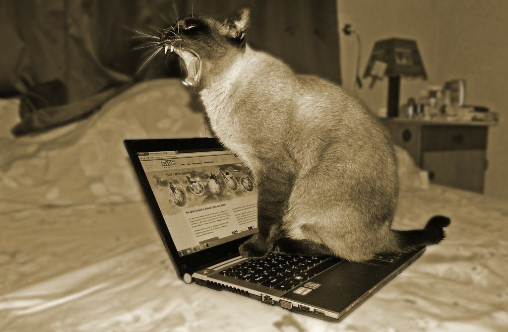 Кот, компьютер