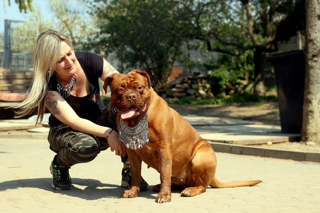 бордоский мастиф, большая собака, породы собак
