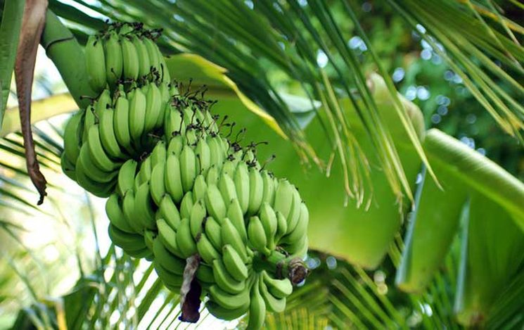Фишки дня — 27 августа, бананы, пальмы