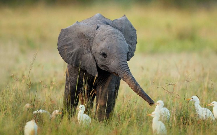 Фишки дня — 22 сентября, слон, слоник, природа, животные, Африка