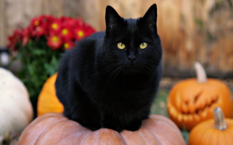 фишки дня, день защиты черных кошек в Италии, черный кот