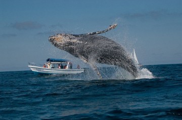 фишки дня, Всемирный день китов
