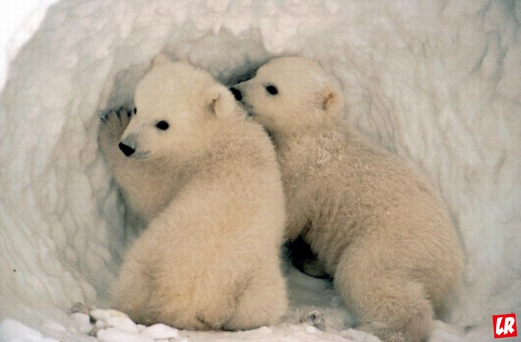 фишки дня - 27 февраля, день полярного медведя, белые медведи