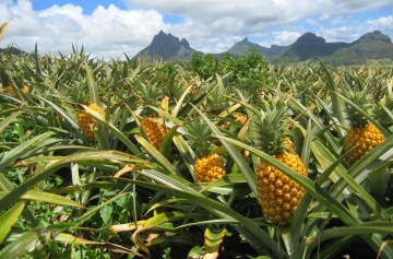 фишки дня, всемирный день ананаса