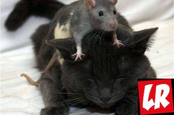фишки дня, Всемирный день крыс, декоративные крысы