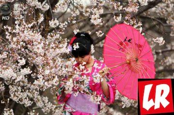 фишки дня, цветение сакуры в Японии