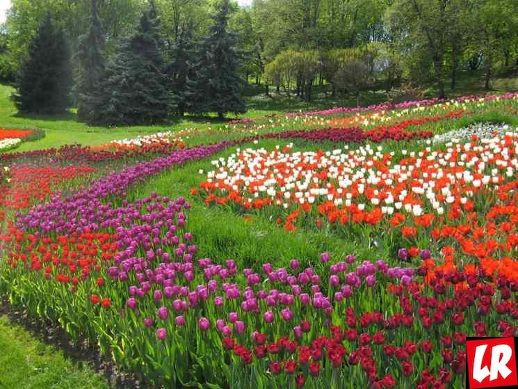 майские, выставка тюльпанов в Киеве