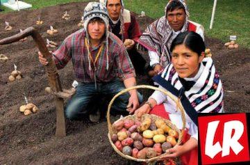 фишки дня, День картофеля, праздники Перу
