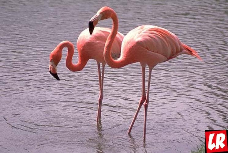 фишки дня - 23 июня, день розовых фламинго