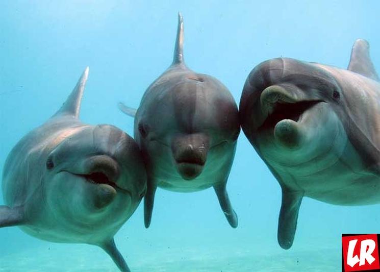 фишки дня - 23 июля, день защиты китов и дельфинов
