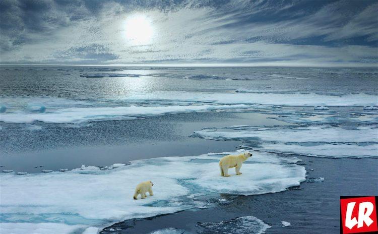 полярные медведи, лед, архипелаг, Арктика, Свальюард, Куда поехать в июле