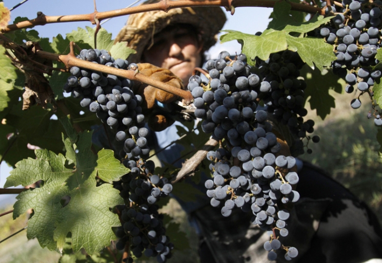 фишки дня - 13 сентября, праздник сбора винограда Румыния