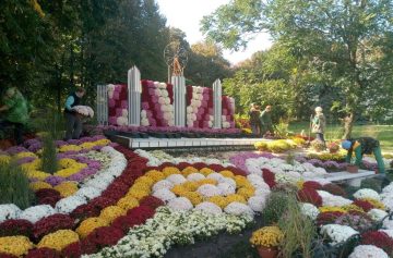 Фестиваль хризантем в Киеве