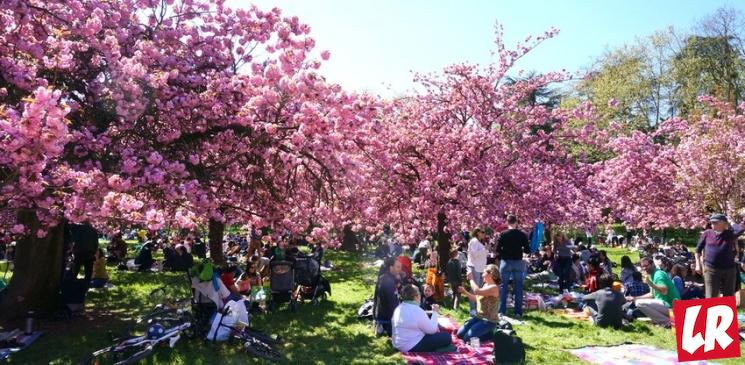 фишки дня - 20 марта, фестиваль цветения сакуры Япония