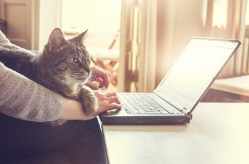 кошка, ноутбук, компьютер, работа для фрилансера