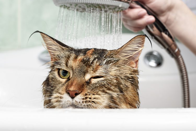 кошка, кот, купание в ванной, душ
