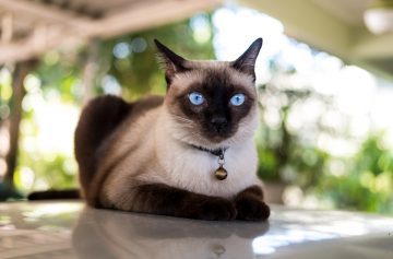 кошка, сиамская кошка, голубые глаза у кошки, кот