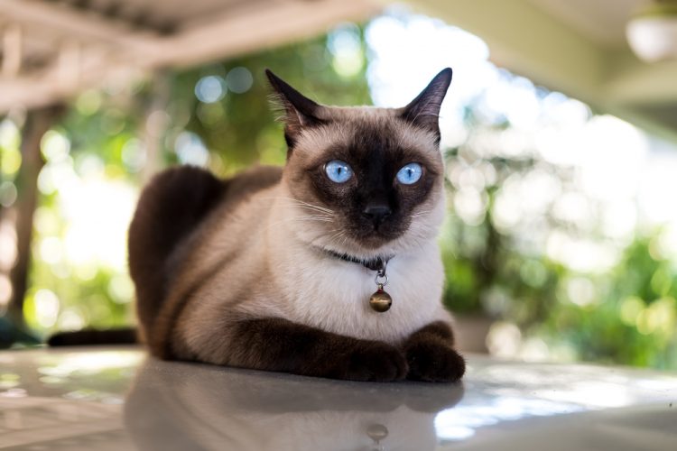 кошка, сиамская кошка, голубые глаза у кошки, кот