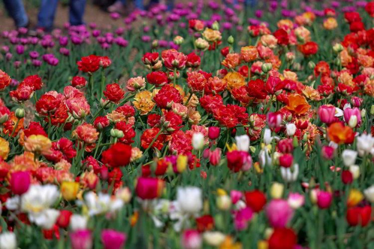 фестиваль тюльпанов, тюльпаны, цветы, волынская голландия