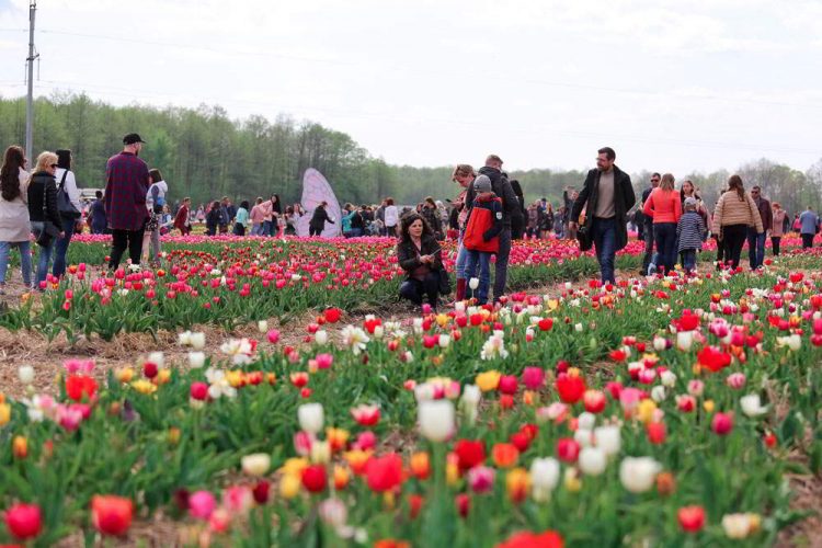 фестиваль тюльпанов, тюльпаны, цветы, волынская голландия