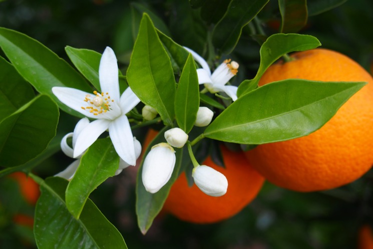 фишки дня - 27 июня, День цветения апельсина США