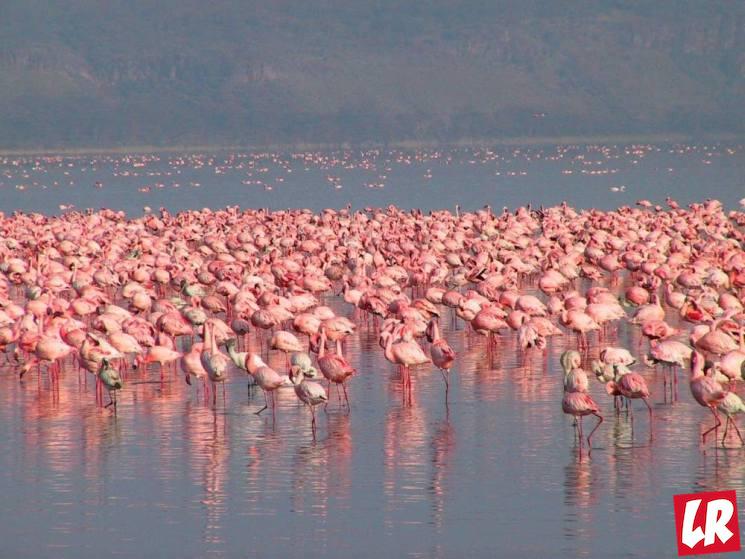 фишки дня - 23 июня, день фламинго, озеро Накуру
