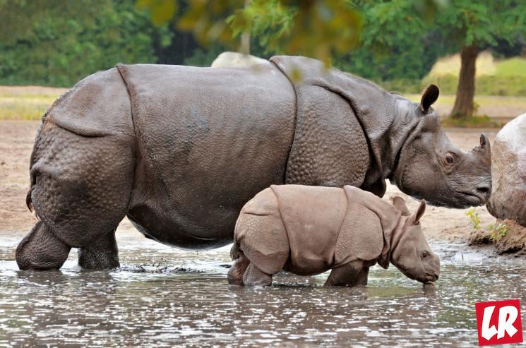 фишки дня - 17 августа, яванский носорог, день независимости Индонезии