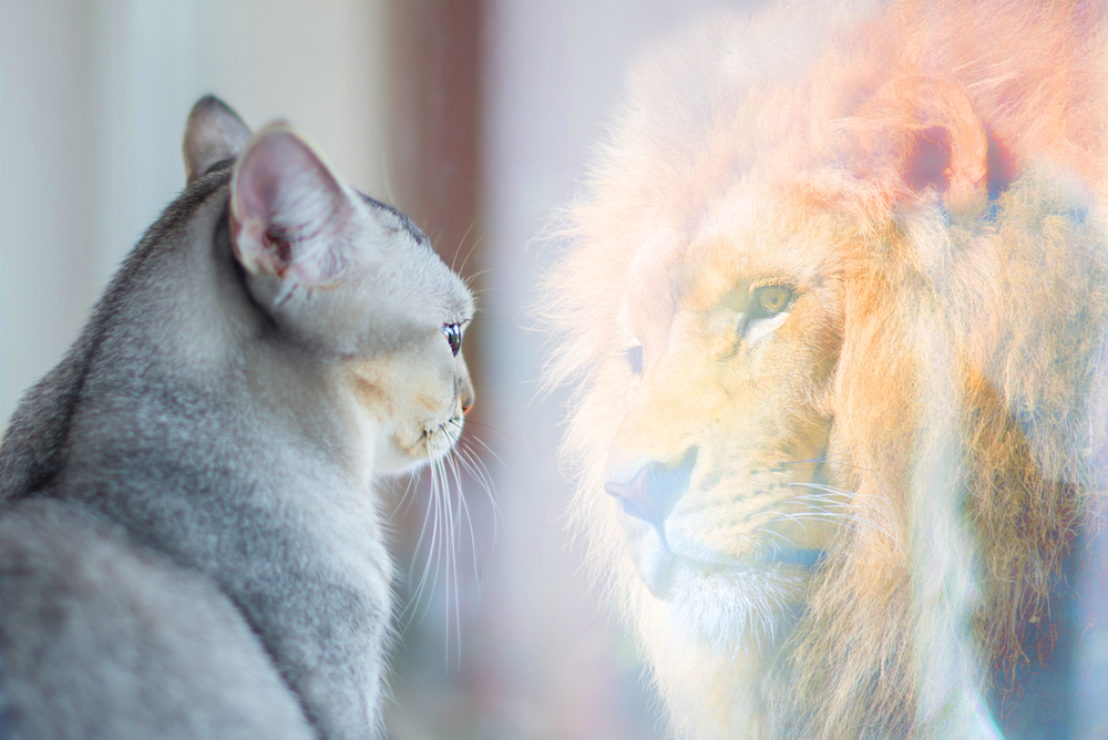 заказ рекламы на сайте LifeGid, котик, лев, кот