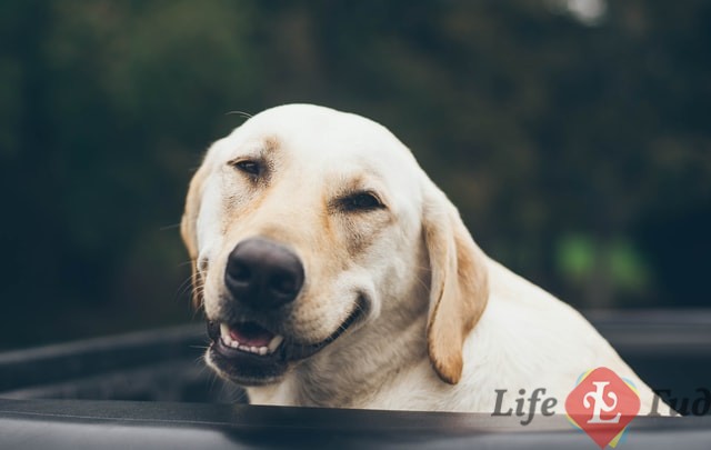 собака, улыбка, как победить стресс